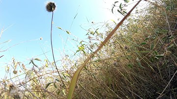 Orville failsafe and board is done