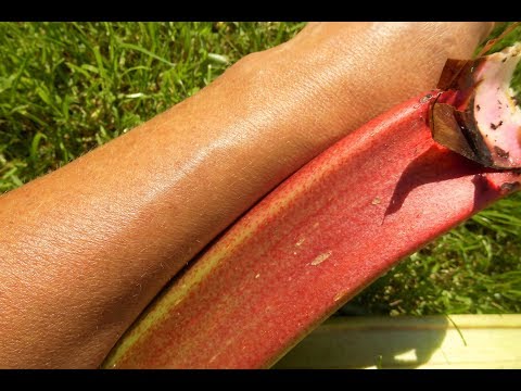 Wie ich armdicken Rhabarber ernte