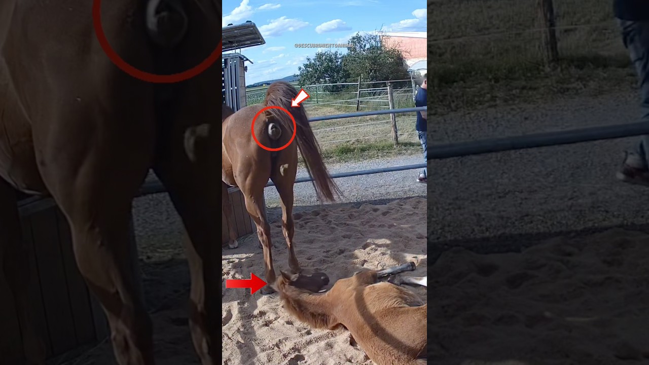 Animales salvajes que terminaron pagando las consecuencias de sus malas decisiones #mundoanimal