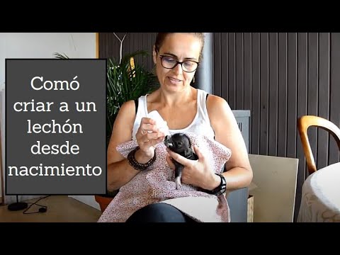 Video: Cómo Alimentar A Un Cerdito