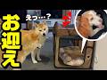 娘が迷子の犬を保護したのでお迎えの準備をする事になり…困惑する柴犬