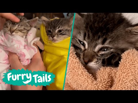 Heartwarming Kitten Rescue 🐱 | Furry Tails