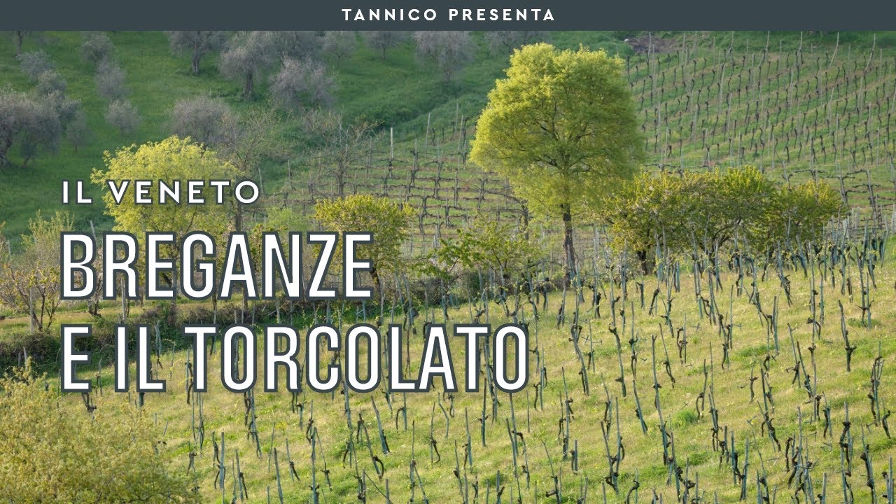 Il Torcolato e gli altri vini di Breganze | Tannico Flying School