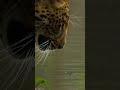 The leopard approaches the water with caution #natureknowsfirst  #ancientsurvival #coldsurvival