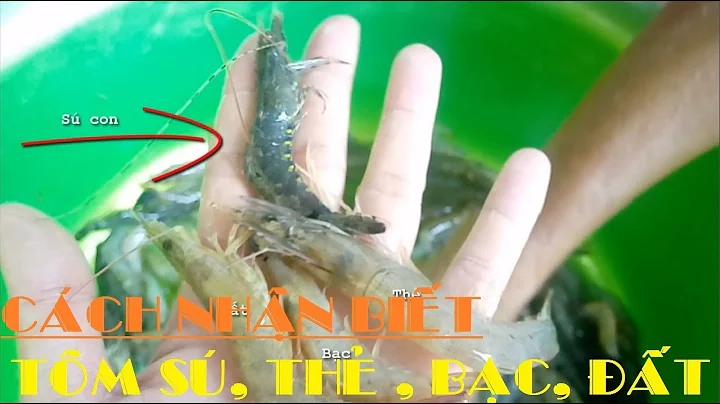 Top 18 tôm sú và tôm thẻ