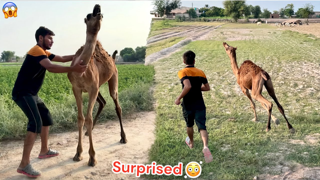 FINALLY HUM MINI ZOO KY LEAY CAMEL🐪 BABY LE RHY HAIN😍