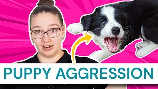 Aggressive Puppy: Biting, Growling, Towards Owner and Other Dogs