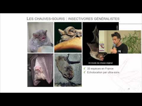 Vidéo: Contrôle des insectes de l'abricotier - En savoir plus sur les ravageurs courants des abricotiers