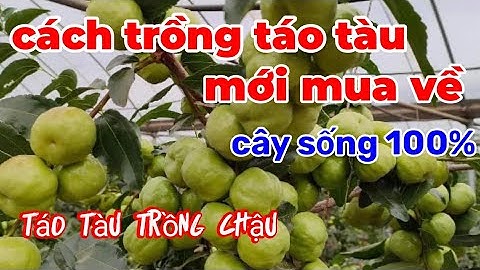 cách trồng cây táo tàu mới mua.Chăm sóc cây táo tàu trồng trong chậu.
