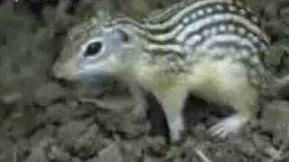 Wato petetuo (Ghana gospel) SALVATION SINGERS