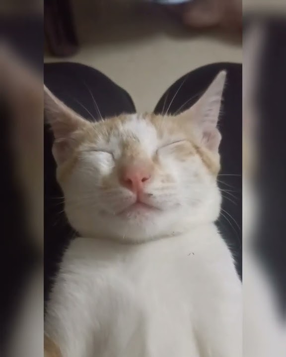 #പൂച്ചയെ കുറിച്ച് കുമ്മനം ഉസ്താദ് #cat 'Ki SWA vlog 'സബ്സ്ക്രൈബ്. LIK 'ഷെയർ. #love 'പൂച്ച'🥰🥰☺️☺️🤲🤲🎉👌