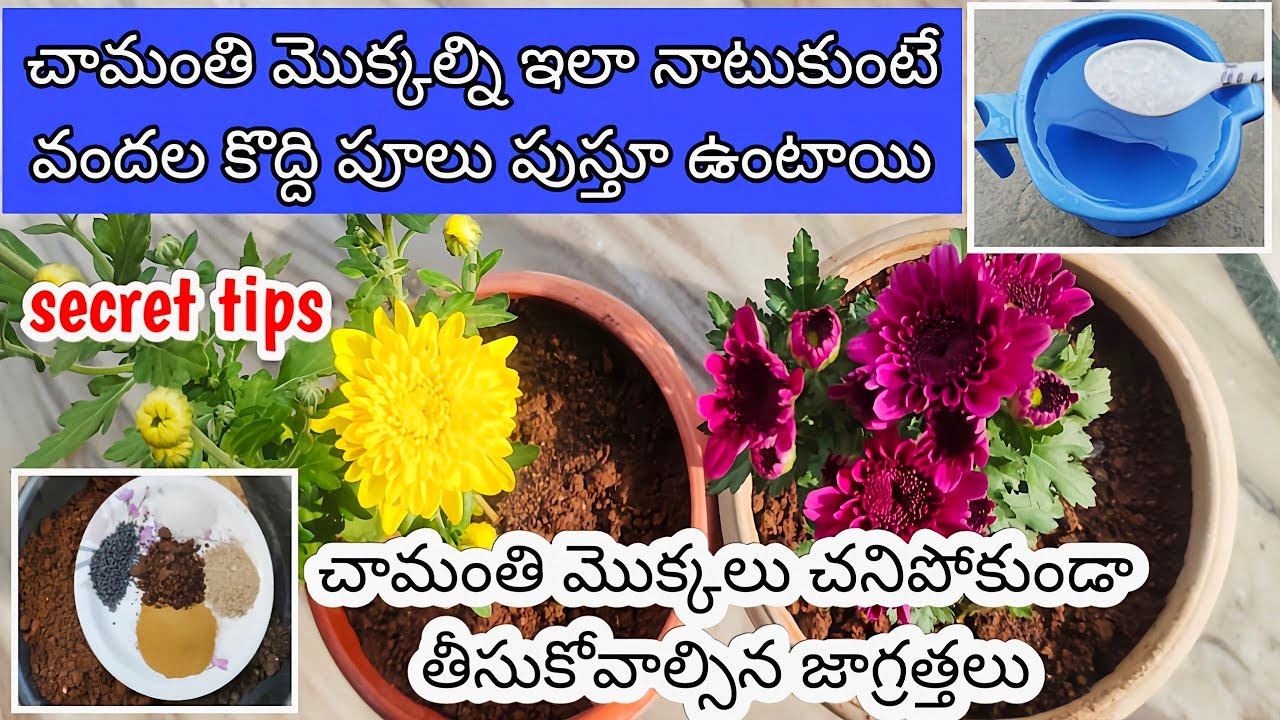 కొత్తగా తెచ్చిన చామంతి మొక్కలని ఇలా నాటండిHow to grow chamanthi plants