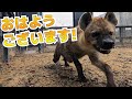 開園直後の貴重な動物たちの出勤シーン！ハイエナの出勤が面白いww Animal attendance scene