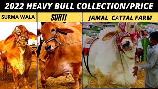 2022 Heavy Bull Collection /price | surma wala | surti | jamal | afridi cattal farm | official world