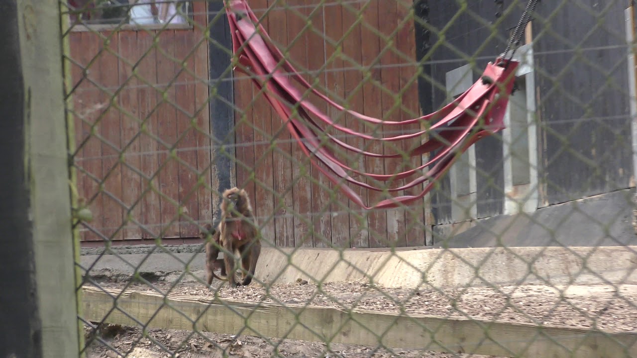 airshow schedule share baby Baboon you see via Train ride Colchester Zoo 31Aug19 242p
