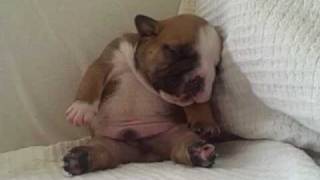 Cutest Bulldog puppy  Napoleon feeling sleepy! zzzzzzzz