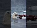 Polar Bear Seal Hunt | Nikon Z8 Photography | Arctic Svalbard | Wild Wonders Expeditions