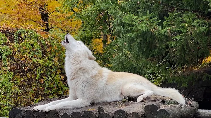 Wolf's Howl Gives You Goosebumps (the good kind)