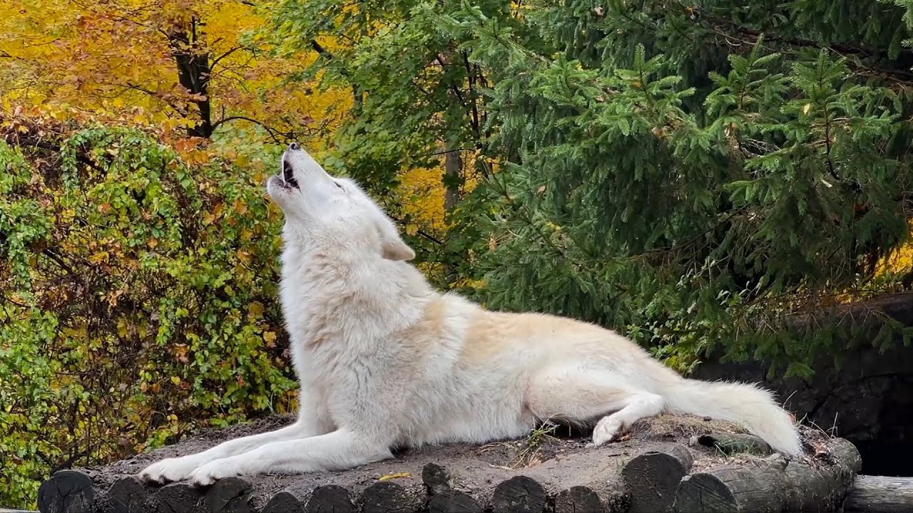 Wolf s Howl Gives You Goosebumps the Good Kind YouTube