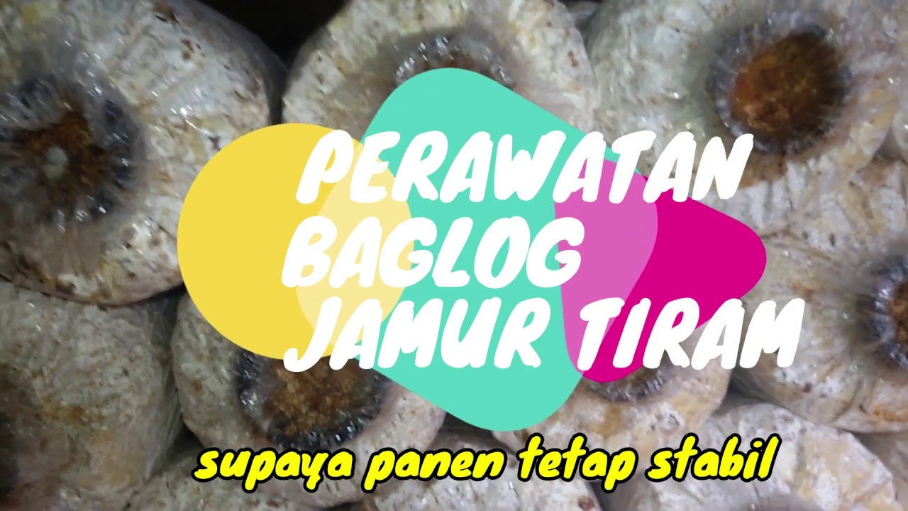 Cara Merawat Baglog Jamur Tiram Agar Hasil Panen Tetap Stabil Youtube