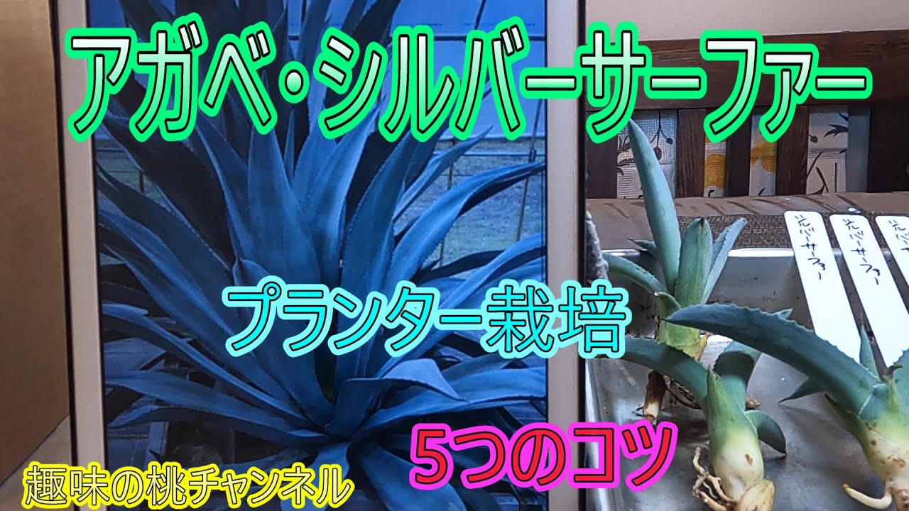 アガベ　シルバーサーファー　大きな子株❗ アガベ シルバーサーファー アメリカーナ カキ仔 子株 ③ - メルカリ