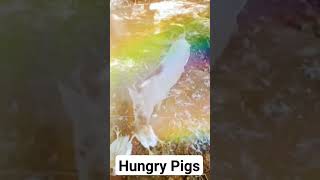 Hungry Pigs #pigs #piglet #animallifevideos