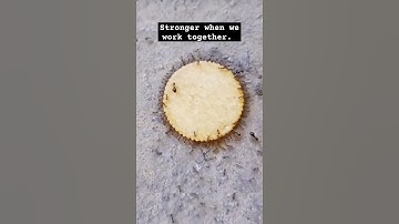 Ant Struggle 🐜 #unity #stronger #antstory #shorts #short #shortvideo #inspiration #motivation