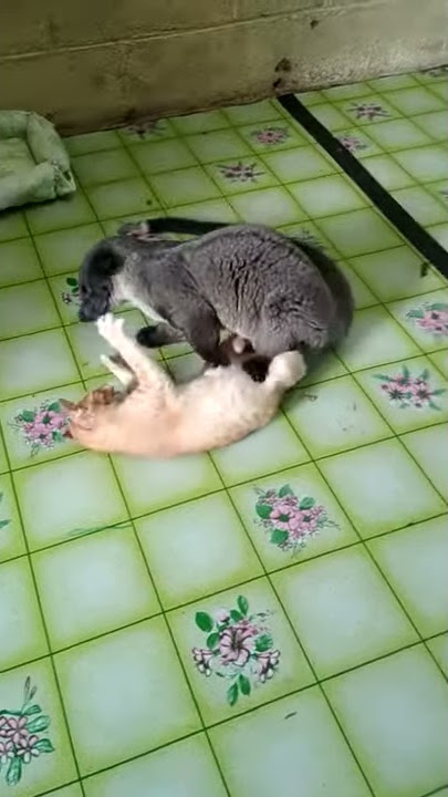 Pertarungan kucing vs musang