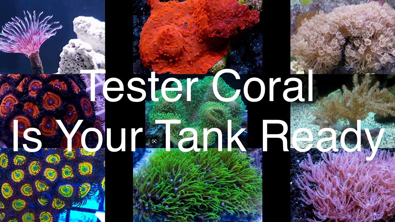 Tester Corals - What Makes A Good Tester Coral? Saltwater Reef Aquarium