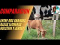 COMPARACION ENTRE DOS GRANDES RAZAS LECHERAS..  HOLSTEIN  Y JERSEY..