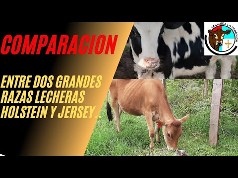 Vídeo: Diferencia Entre La Vaca Jersey Y La Vaca Holstein