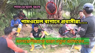 Newcomers to Malaysia | What do expatriates do in oil palm plantations | oil palm plantation mala...