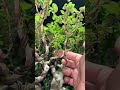 Vlog#33. 3rd. Trimming my tugas bato from gensan🌳