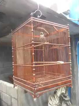 Cucak rawa double slah