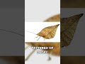 This Dead Leaf Just Hopped Away From Me