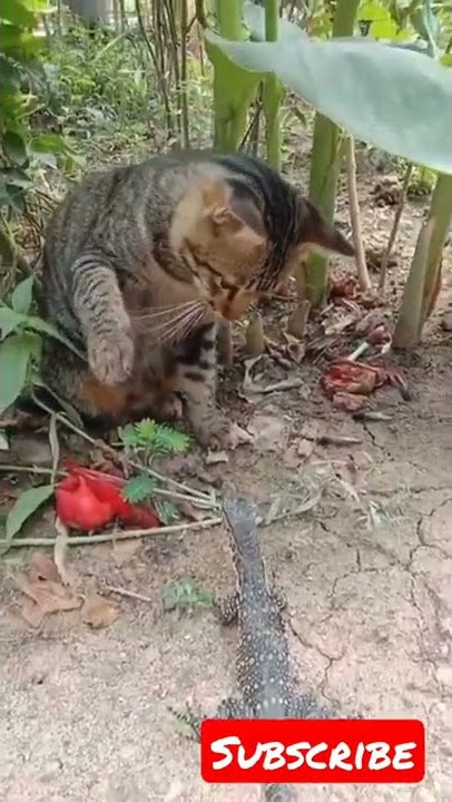 Anak Kucing ( Mbul) Tabok Biawak, Bikin Biawak Pusing 7 Keliling