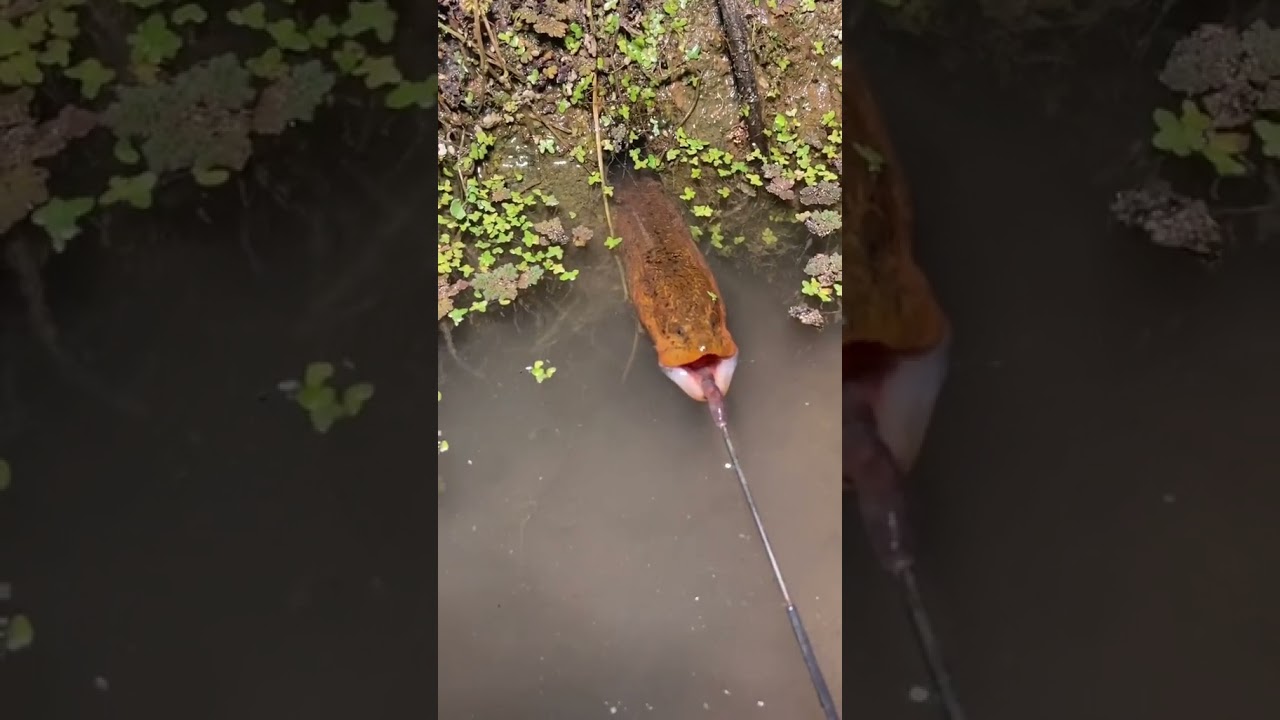 How to catch Eel fish with hook