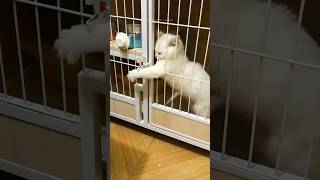 Funny Cats 😂 Episode 243 #Shorts