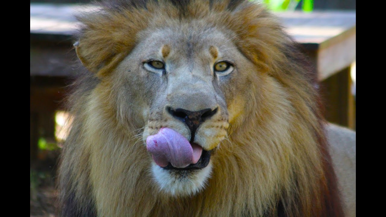 leopard print Lion Loves Ice Cream