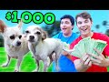 DOGS RACE FOR $1,000!!!