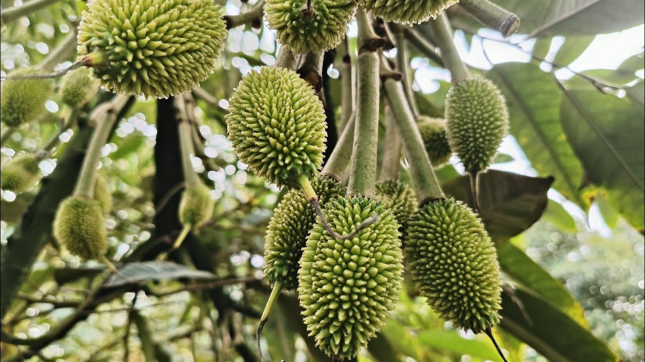 TẬP 193(PHẦN 19) VIDEO ĐẶT BIỆT SỬA TRÁI SẦU RIÊNG NON LẦN (1) KHÔNG THỂ THIẾU VÀ KHÔNG THỂ BỎ QUA.