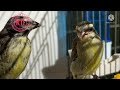 فيديو خاص لمعرفة جنس صغار طائر السورا موزنبيق بعمر شهر من إنتاج المربي كريم سليماني بتحجيل سنة 2022