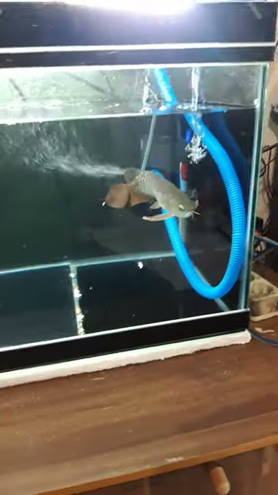 Cara merawat ikan arwana baru anda beli