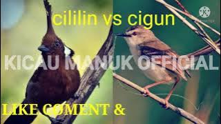 suara MASTERAN burung juara CILILIN VS CIGUN tembakan rapat