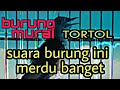 Murai Trotol Belajar Bunyi Pancingan Murai Batu Ngeriwik Langsung Ngeplong Dahsiat Untuk Anakan Mp3 - Mp4 Download