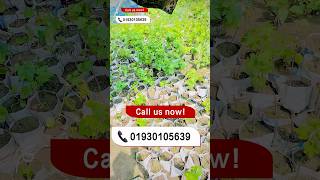 Angur chars #angure #আঙ্গুর #আঙ্গুর #চারাগাছ #allah #subscribemychannel #suthat #subscribers