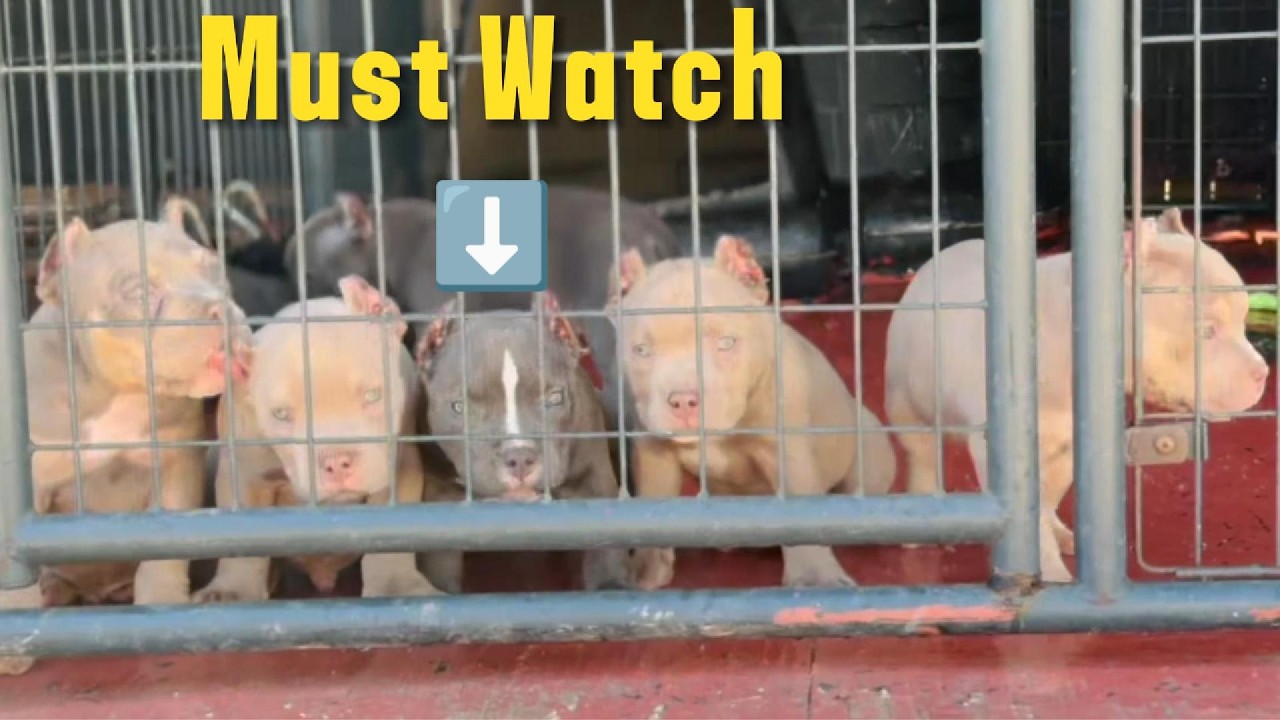 Я случайно вырастил брата или сестру американского бульдога 😳