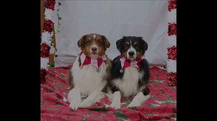 K9s Rock Tricks Spark Team - Christmas trick Chall...