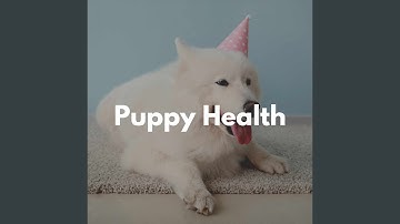 Fabulous Backdrops for Lazy Hound