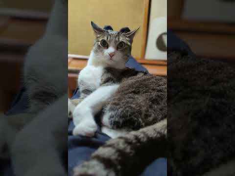 膝猫ラブ♥ - Lap Cats Love - #shorts